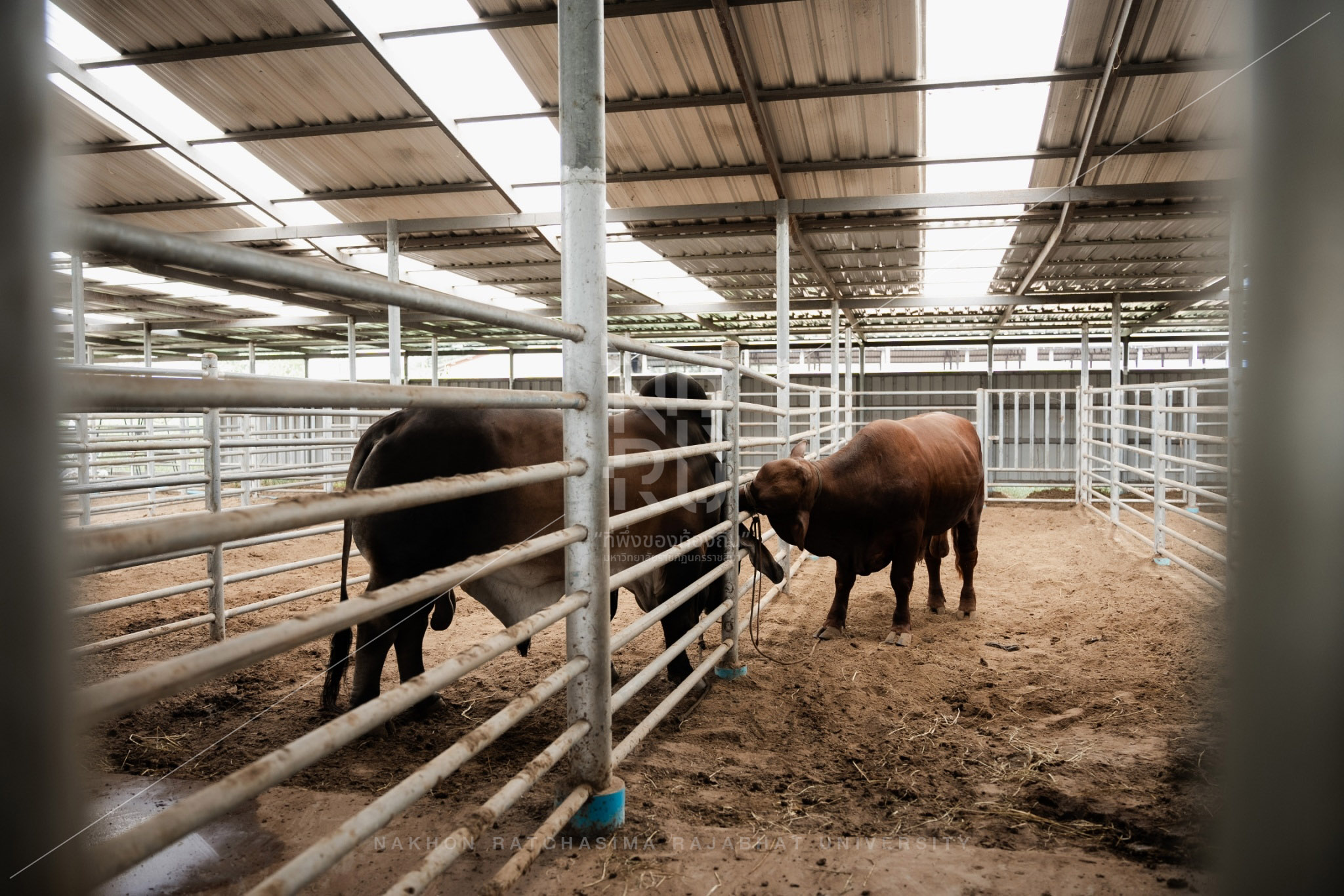 YZ Beef Cattle Farm in Si Khio District (28)